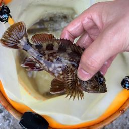 カサゴ