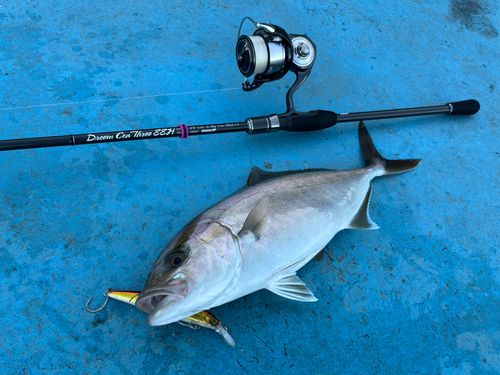 ショゴの釣果