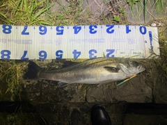 シーバスの釣果