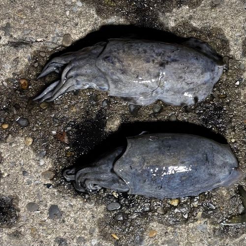 コウイカの釣果