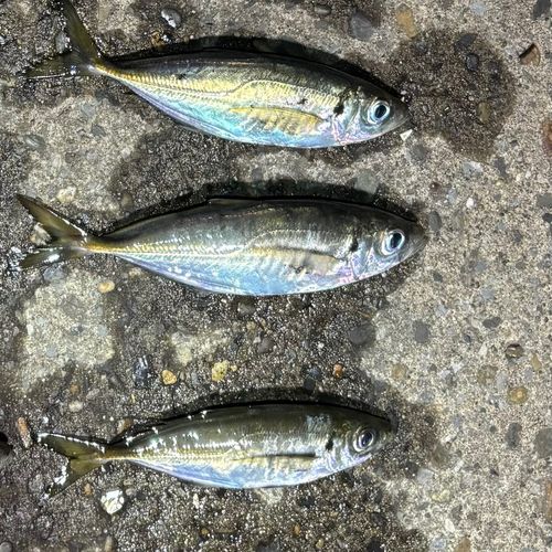 東京湾（アクアライン〜富津）
