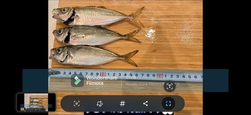 マアジの釣果