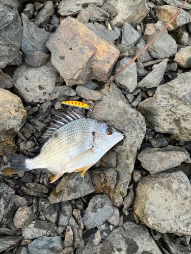 キビレの釣果