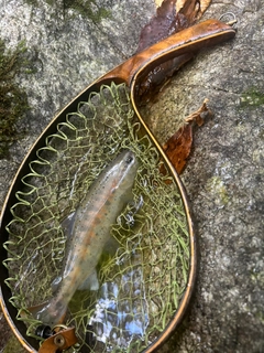 ヤマメの釣果