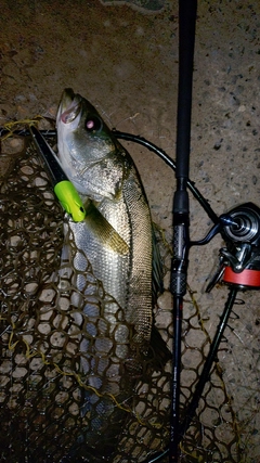 スズキの釣果