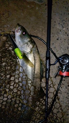 スズキの釣果