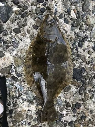 ヒラメの釣果