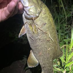 スモールマウスバス