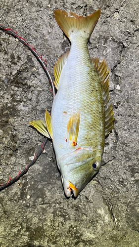 ムネアカクチビの釣果