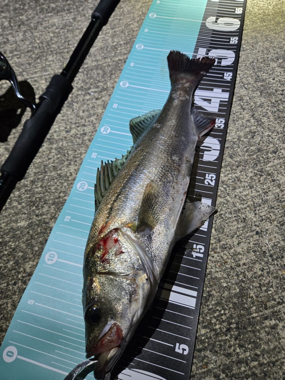 YAMAGA Blanks アーリー・フォーシーバス 93Mの最安値・インプレ