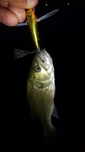 ラージマウスバスの釣果