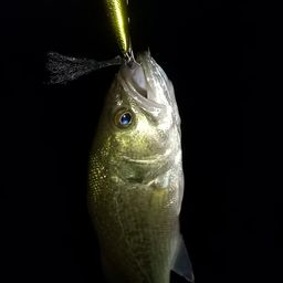 ラージマウスバス