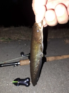 ナマズの釣果