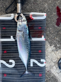 スマガツオの釣果