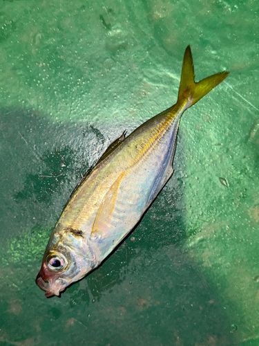 マアジの釣果