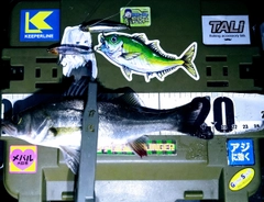 シーバスの釣果