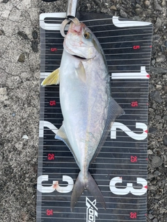 シオの釣果