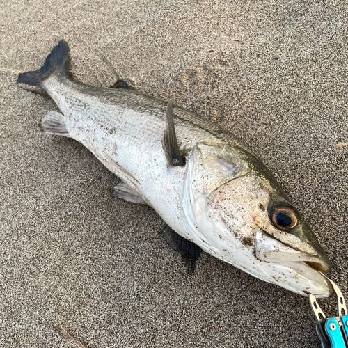 スズキの釣果
