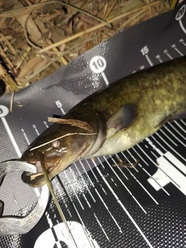 ナマズの釣果