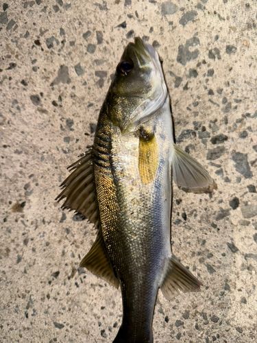 境水道