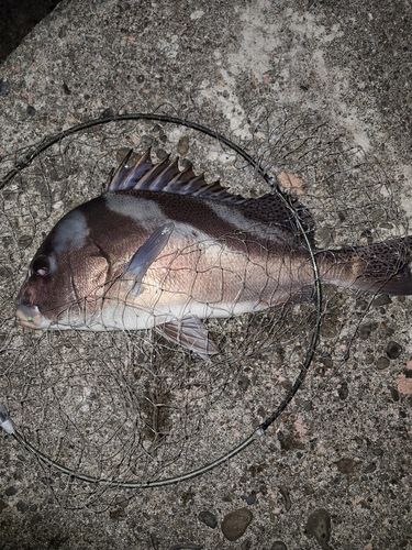 コショウダイの釣果