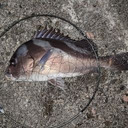 コショウダイ