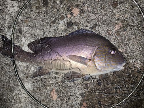 コロダイの釣果