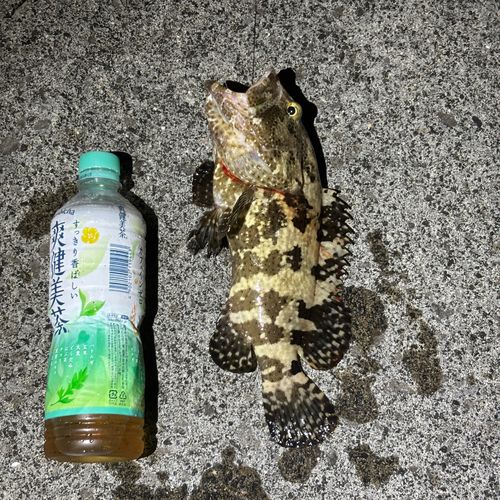 ハタの釣果