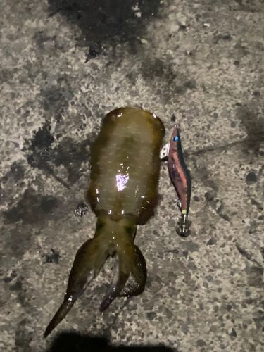 江の浜漁港