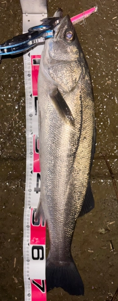 シーバスの釣果