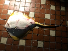 アカエイの釣果