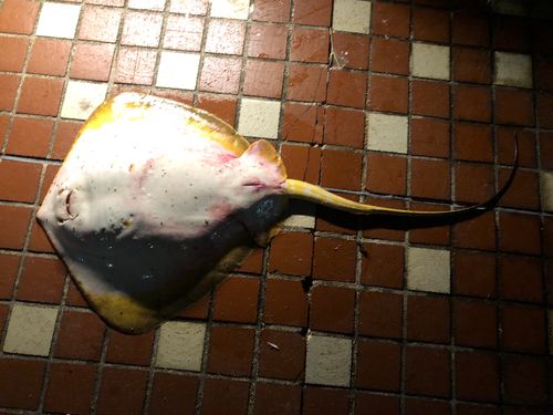 アカエイの釣果