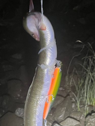 アナゴの釣果