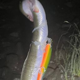 アナゴ