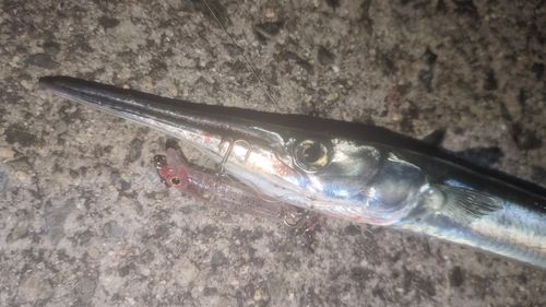 ダツの釣果