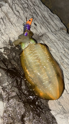 アオリイカの釣果