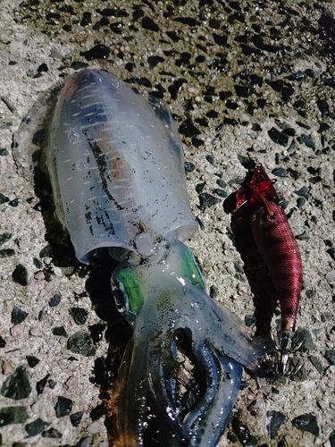アオリイカの釣果