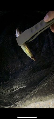 カマスの釣果