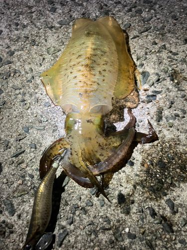 アオリイカの釣果