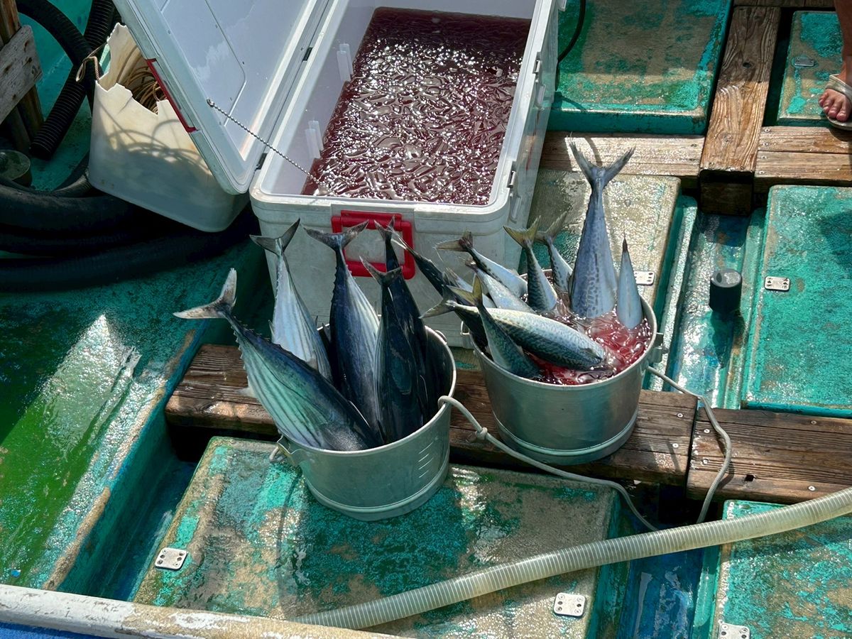 Haru@磯で寝るさんの釣果 1枚目の画像