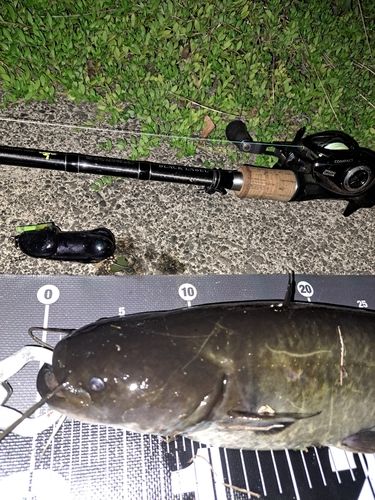 ナマズの釣果