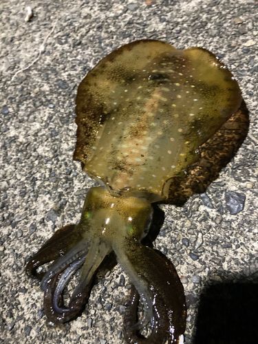 紀伊長島港