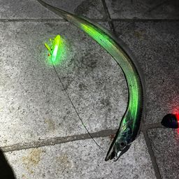 タチウオ