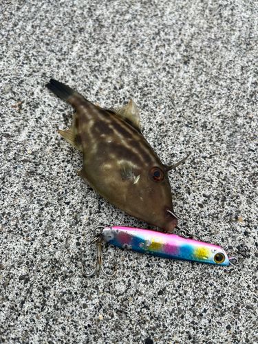 釣果