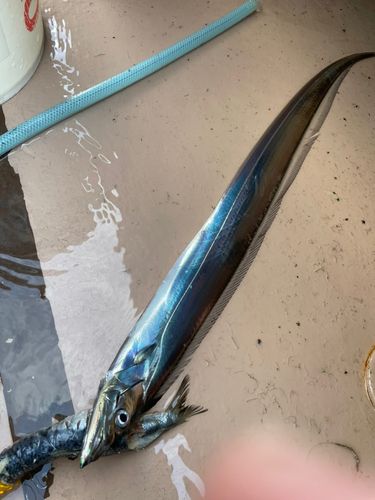 タチウオの釣果