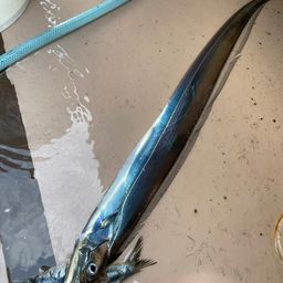タチウオ