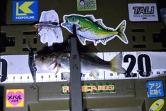 シーバスの釣果