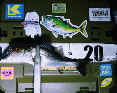 シーバスの釣果