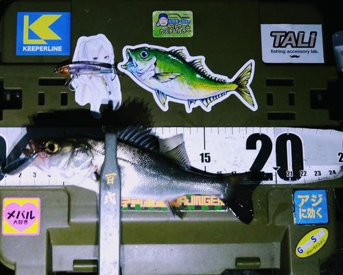 シーバスの釣果