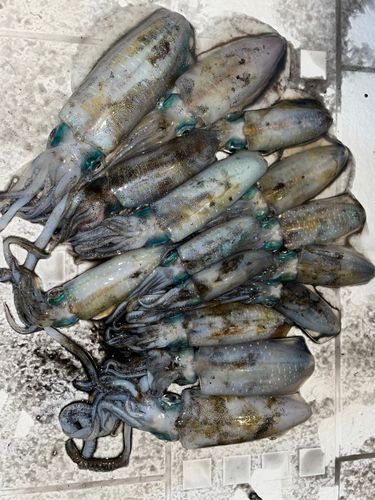 アオリイカの釣果
